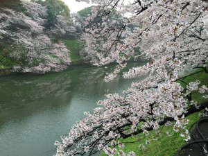 千鳥ヶ淵桜